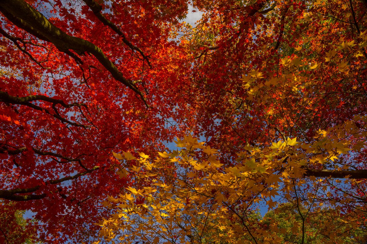 nationaltrust's tweet photo. A treasure trove of fiery colours @BodnantGardenNT. Where did you enjoy autumn's delights this weekend?

Photos: Malcom D https://t.co/Lr2pbo1rFd