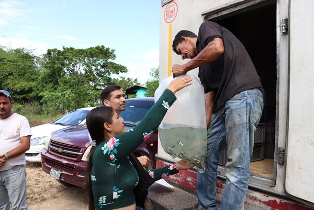 DanteRivasQ's tweet photo. Desde el @MinPesca impulsamos el sector acuícola del país con la entrega de 150.000 alevines de Cachama y 75.000 de Coporo a 25 productores del edo #Táchira De esta forma garantizamos la producción y distribución del rubro pesquero para el pueblo #YoSoyPuebloPescadorYAcuicultor https://t.co/34Wuhr2ki5