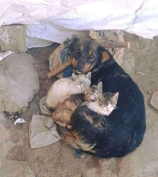 LibertadEnVida's tweet photo. Cuando mamá Firulais te adopta 😍😺🐶 https://t.co/9eulNcIna6