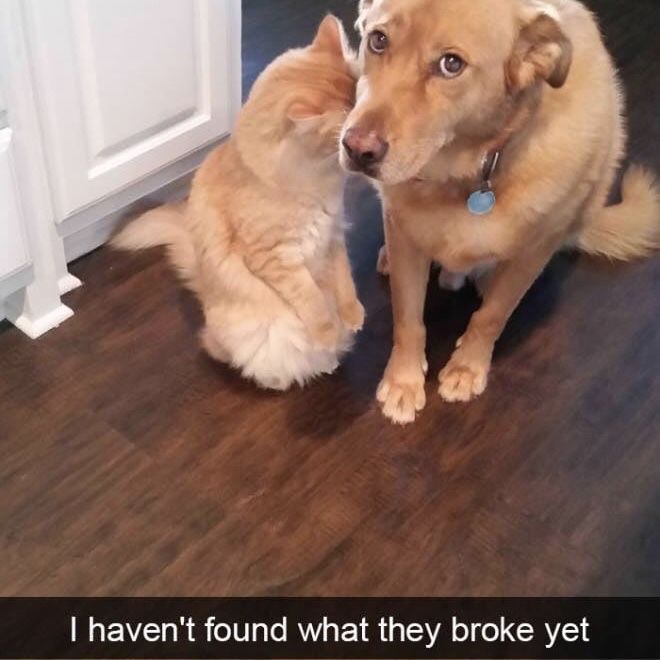 TXKAnimal's tweet photo. Happy Sunday! https://t.co/SqWKTxdm3K