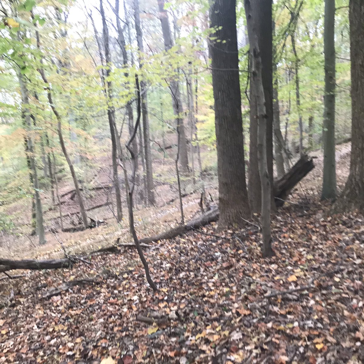 WesternTechLax's tweet image. Where would Thoreau Run?  #wwtr