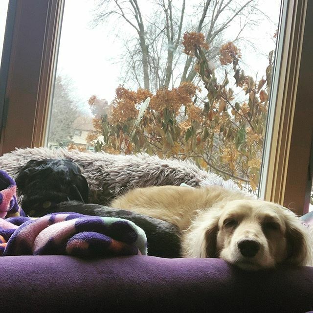doxieforce's tweet photo. Lazy day with my sister. 💜#lazysunday #sausagedogs #dachshund_world https://t.co/oPLLmyWAs0 https://t.co/3GjPlkhrbi