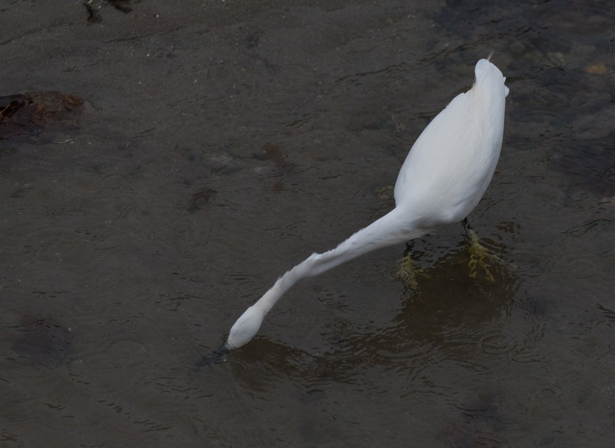 AdeLudlam's tweet photo. Little Egret strikes & catches an almost totally transparent prawn in the Looe River, Looe, Cornwall. This bird caught several despite the low light & strong wind ruffling the water surface.
@CwallWildlife @Natures_Voice @moments_in_looe #BBCWildlifePOTD #NikonD750 #ISO2200 https://t.co/AEhRQvHRDz