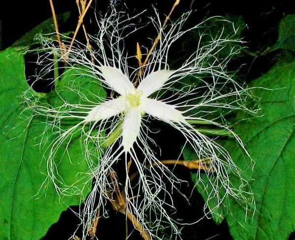 すべての花の画像 新鮮なカラスウリ 花言葉