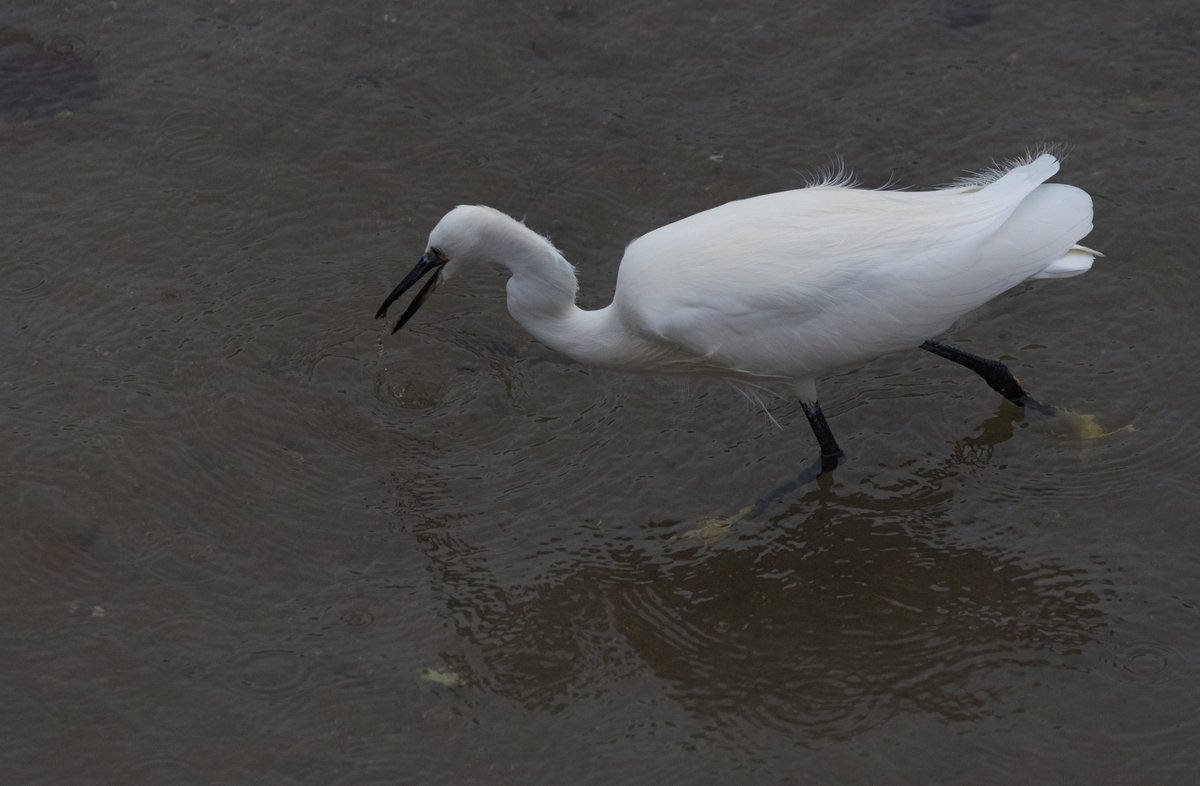 AdeLudlam's tweet photo. Little Egret strikes & catches an almost totally transparent prawn in the Looe River, Looe, Cornwall. This bird caught several despite the low light & strong wind ruffling the water surface.
@CwallWildlife @Natures_Voice @moments_in_looe #BBCWildlifePOTD #NikonD750 #ISO2200 https://t.co/AEhRQvHRDz