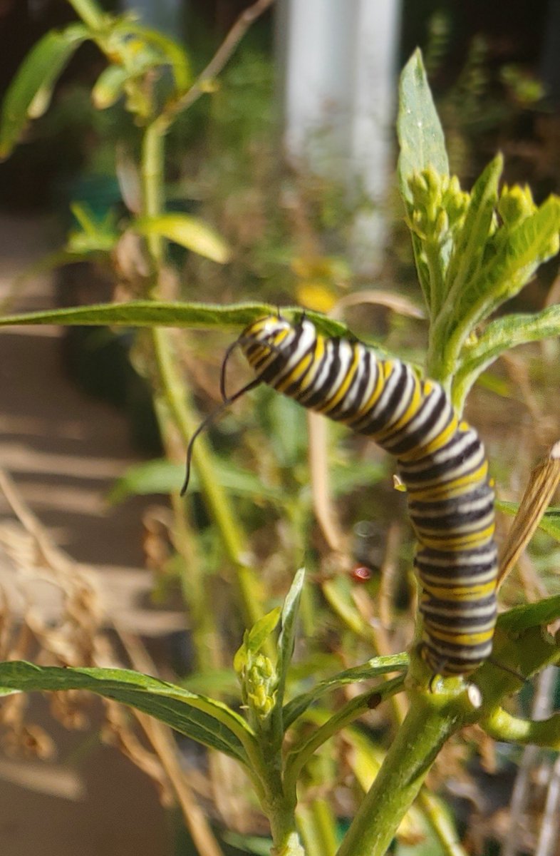 PaulaMargulies's tweet photo. Just when we thought we were finished for the year... 🐛🐛🐛 #twentyandcounting #theyjustkeepcoming #naturesinchargehere #monarchsighting #monarchcaterpillar #sandiego #ranchopenasquitos #butterflygarden🦋 #monarchsoftwitter https://t.co/qydDGH0wgN