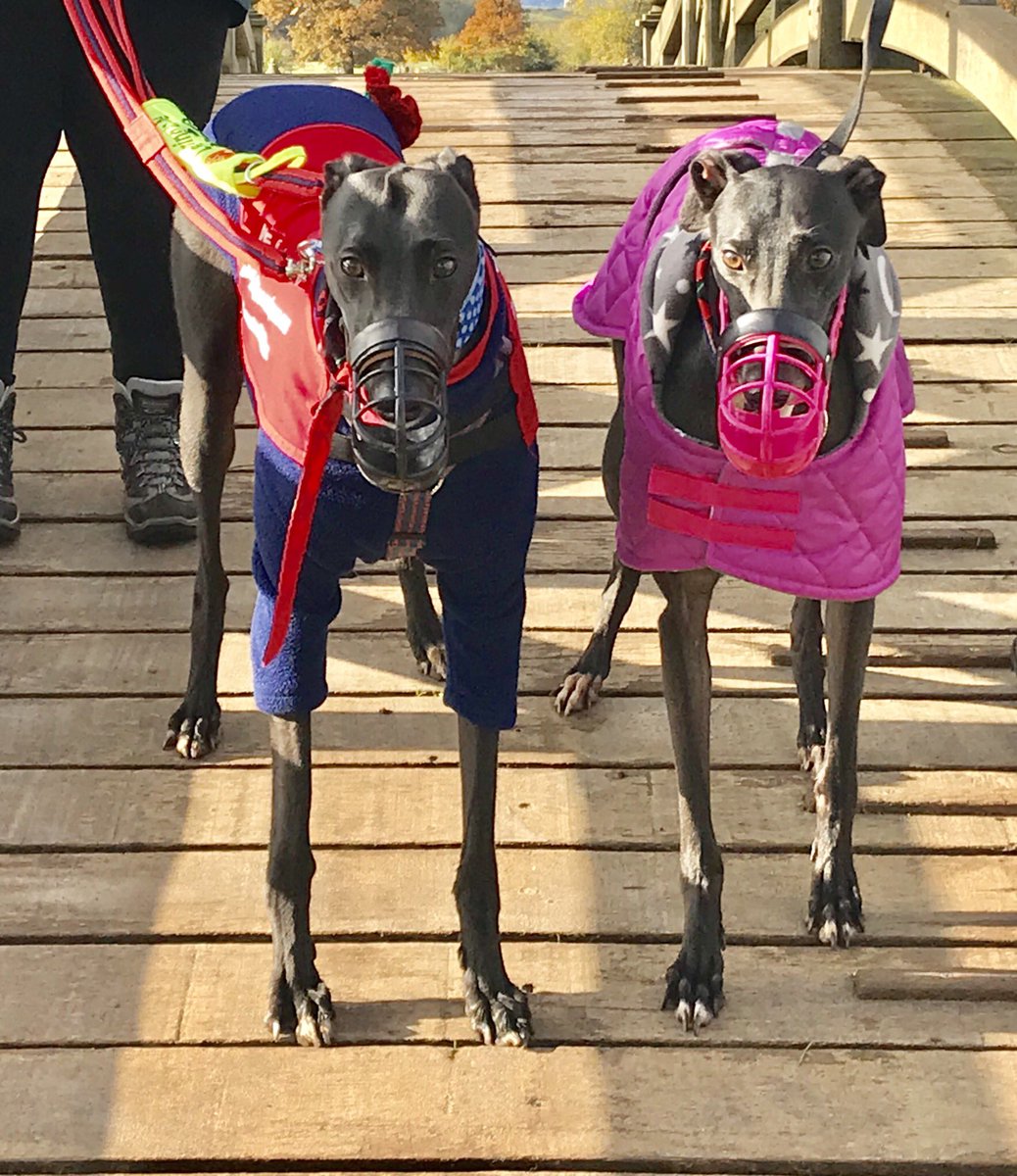 DukeHound16's tweet image. I had a lovely day with my girlfriend @lunagreyt and hoomans went from walking with our muzzles on to without 😍#greatProgress #Loveisintheair