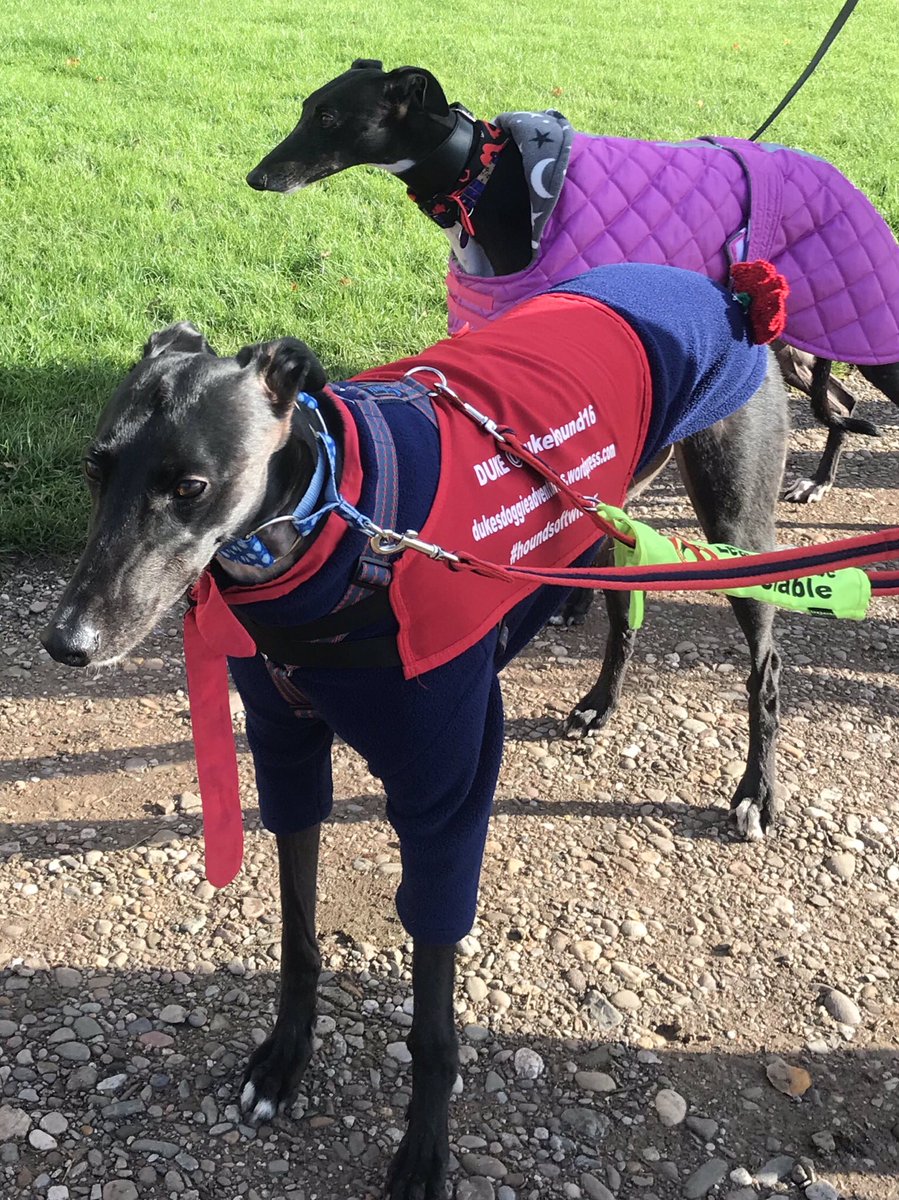 DukeHound16's tweet image. I had a lovely day with my girlfriend @lunagreyt and hoomans went from walking with our muzzles on to without 😍#greatProgress #Loveisintheair
