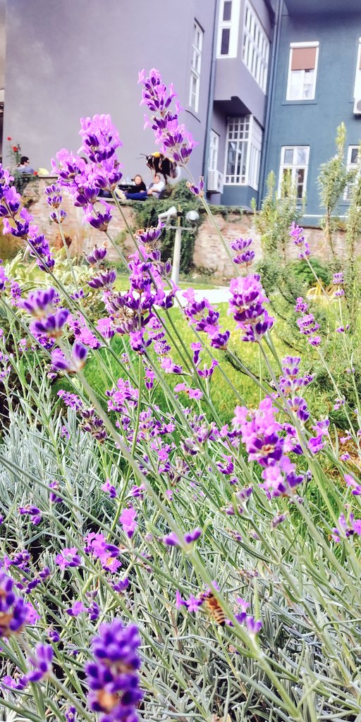 ANDRE3JA's tweet photo. Bumblebee and lavander https://t.co/v1XOJrZY42