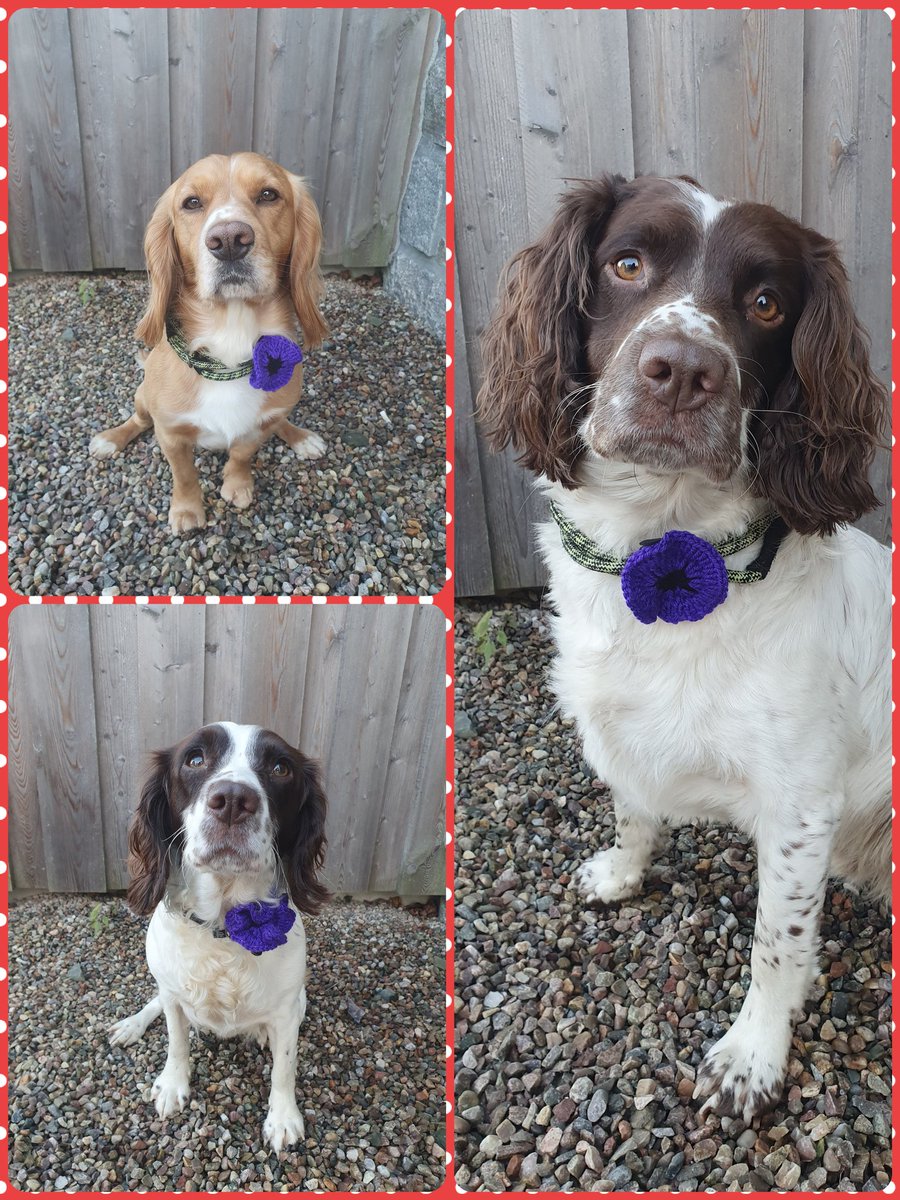 katwilson04's tweet image. Today we wore our purple Poppies for Remembrance Day 💜  #MurphysArmy #RemembranceSunday #RemembranceDay2019
