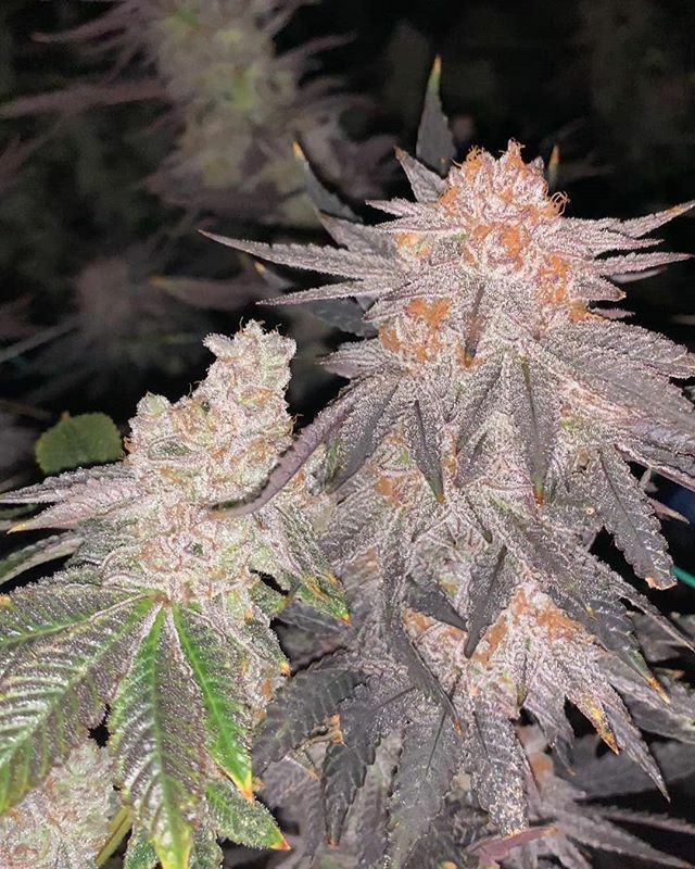 Pos1t1vePothead's tweet photo. #Repost @cherry_colorado
・・・
CLEMACOOKIES to the left GoldMember to the right!!! Whose tried them? Add your terp profile/Pallet below. We absolutely love to hear your feed back on the gram. Companies wouldn’t mean anything without there followers jus… https://t.co/FUEufZZa6M https://t.co/lVlJG9pHFz