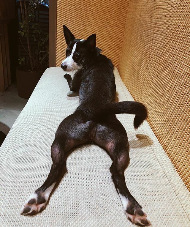 SmallTeaCo's tweet image. We hope your Sunday is as chill as Frida is at Small Tea. See you tomorrow tea humans! #relaxtakeiteeeasy ift.tt/32w3cI5