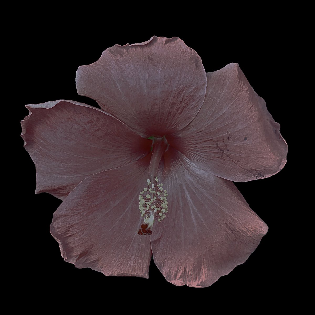 Photorrhorne's tweet photo. #shotoniPhoneXsMax using @halidecamera Edited on #iPadPro2017 first using @pixelmator for iOS (to select the image and darken background) and then @pixelmator Photo on iOS for the flower. Now if only you could transfer raw image from one Pixelmator to other https://t.co/U9RyranBK9