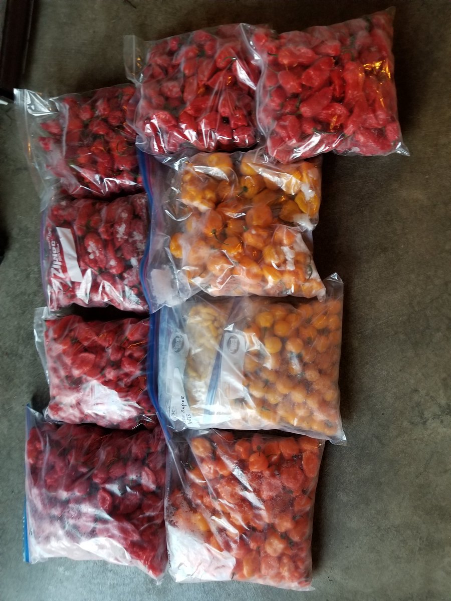 Kcperkman1's tweet photo. @7PotClub I hear that Rob, this is my frozen harvest from this year, cannot wait to try some of your paste recipes
#frozengoodness
#peppergardening https://t.co/Glob5UngHp