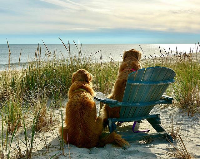 HamptnRetrievrs's tweet photo. Where did the weekend go?
🐾
#timeflieswhenyourehavingfun #weekendfun #deepthoughts #beachbum #beachdog #rescuedog #goldenretriever #duneroad #sandbarbeach #eastquogue #hamptons #hamptonsdog #goldenretrievers #dogsofthehamptons #dogsofinstagram https://t.co/dM8PaR4iIL https://t.co/GqnXCE9tBE