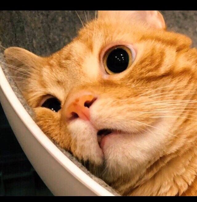 Mariasker's tweet photo. Después de ver las #eleccionesgenerales10N #EleccionesNoviembre2019 https://t.co/GnfdVPrSgT
