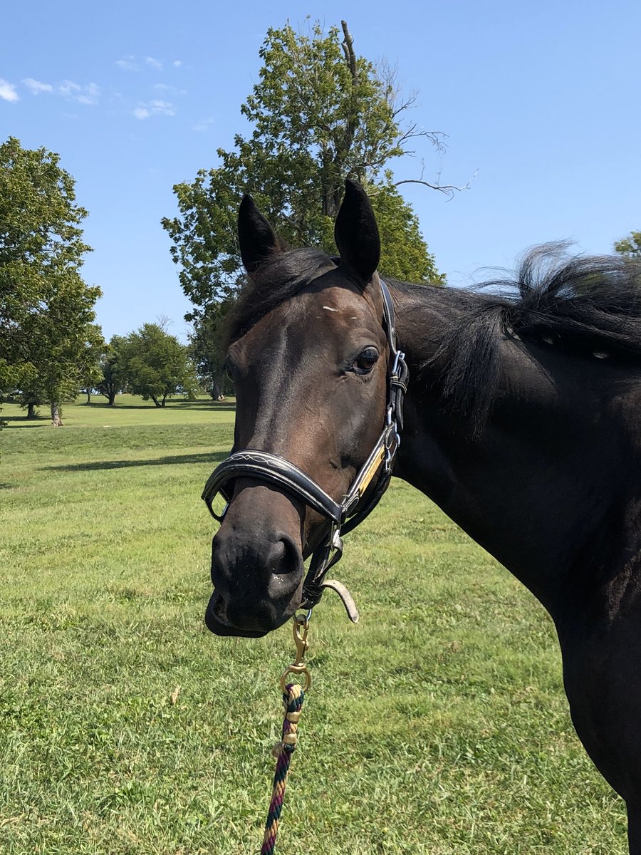 ConwayRanch's tweet photo. Despite what felt like was not my best show season (also my 1st full show season), scores told a different story! Finished 2nd in my div. for Cadora! Thx to everyone for their support & a big TY to my partner Merv! ❤️#cadora #dressage #horseshow #yearend #ottb #notsobadafterall https://t.co/R2IJKt0uIy