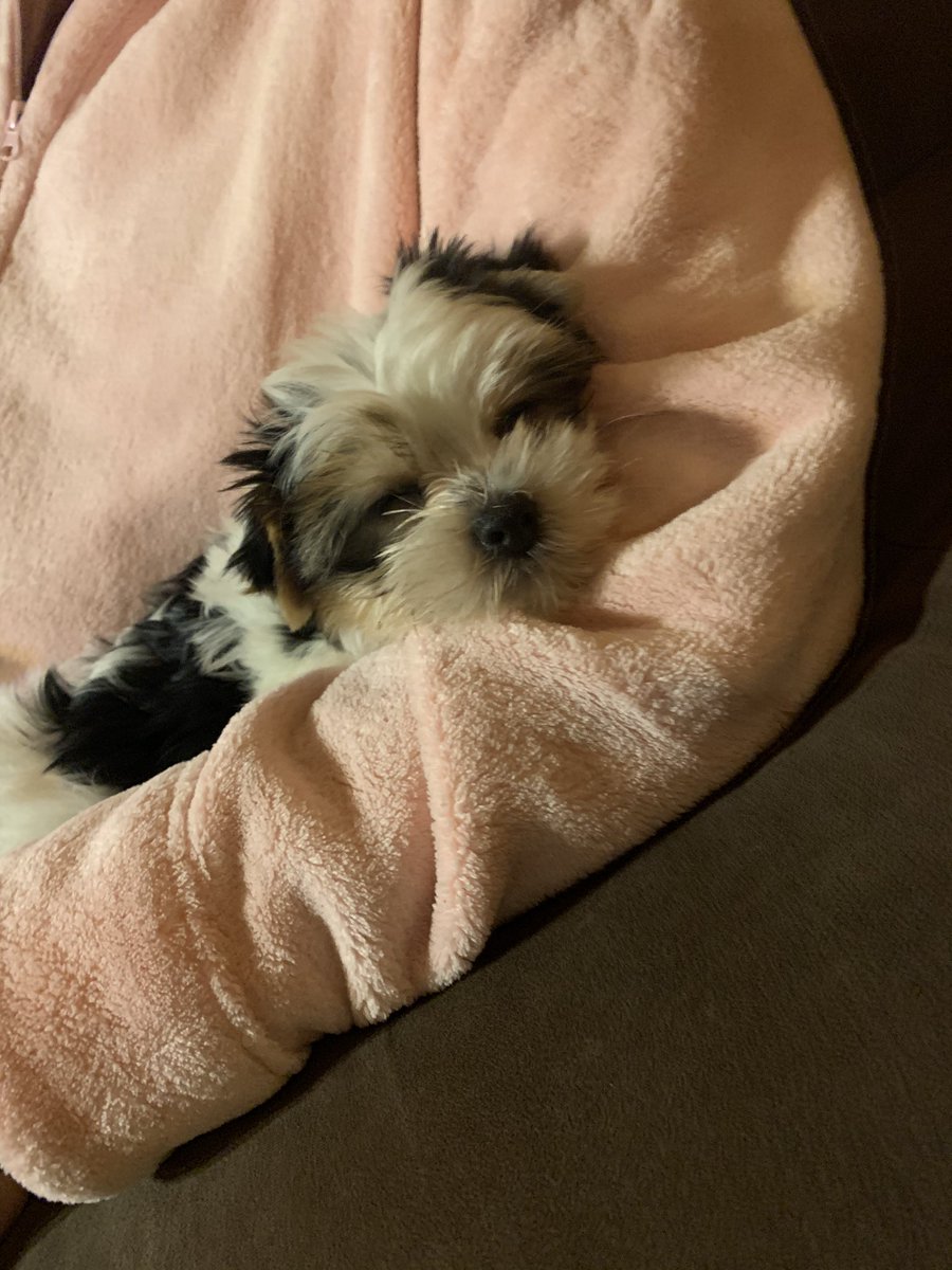 ButtahFlyQween's tweet photo. We Have A New Member To The Family!!!!!!!!!!!
#HARLI #PINKROCKI https://t.co/KMOxVSPHPJ
