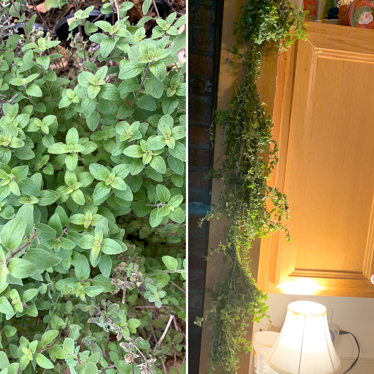 ultramiriam's tweet photo. Oregano anyone? Harvested oregano from my garden & now it’s hanging in our kitchen to dry. Ah, the aroma! #garden #oregano #plantit #itwillgrow https://t.co/C36xeQkB3A