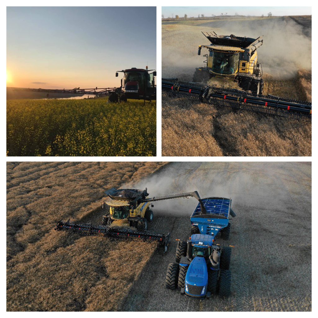mjmranches's tweet photo. 45CM39 ran like  crazy at Wourms Genetics. 83.1 bpa. @NickWourms @PioneerSeedsCA #yieldhero19 https://t.co/xX6yrFpeYy