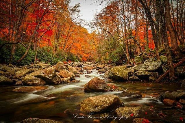 NP_Geek's tweet photo. The Great Smoky Mountains are a potpourri of color. •••••
Thanks to Linda @turman76 for the colorful day. ・・・
#greatsmokymountains #instagramtennessee #brysoncity #onlyintennessee #fallinthesmokies #nationalparkgeek #southernliving #lindaturmanph… https://t.co/SBinNnfgGA https://t.co/vNX6A16gFX