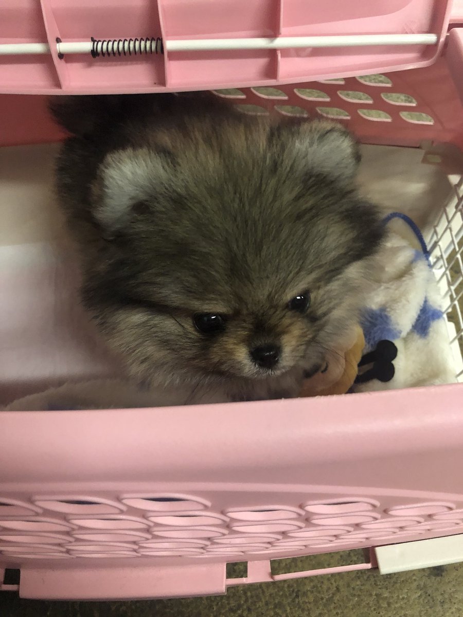 ポメラニアンの赤ちゃん ポメラニアンの赤ちゃん