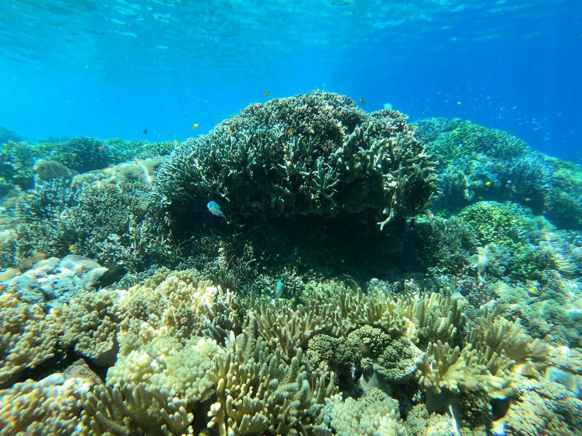 UPTD KKP Raja Ampat tweet media
