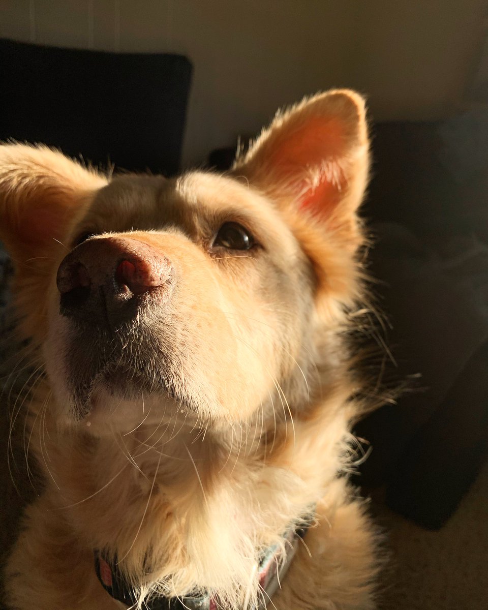 hashtagshana's tweet photo. Playing with angles and shadows during #goldenhour with this sweet model
#goldencollie #twitterpup #astigirl #colliemix https://t.co/eFdc1vPHER