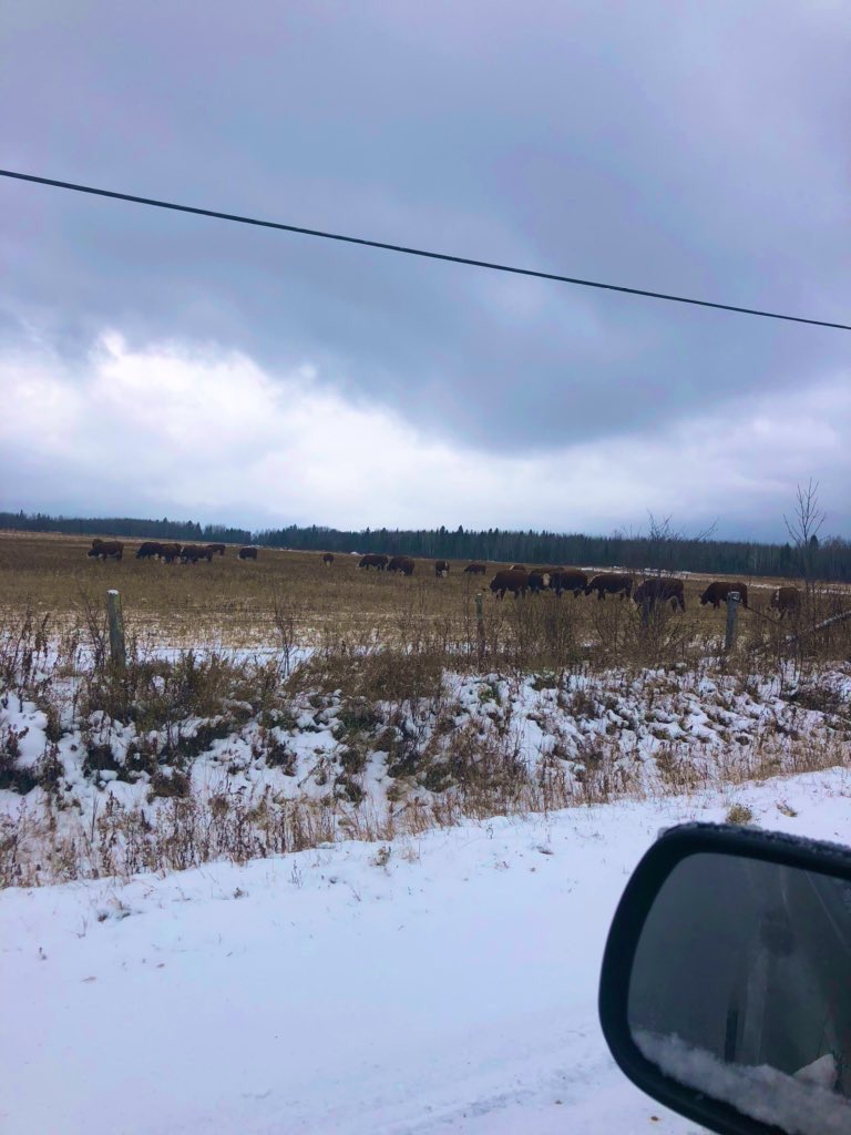 Let the cows chew on this second cut we couldn’t get off due to rain, rain, rain. #workinggirls #grazing