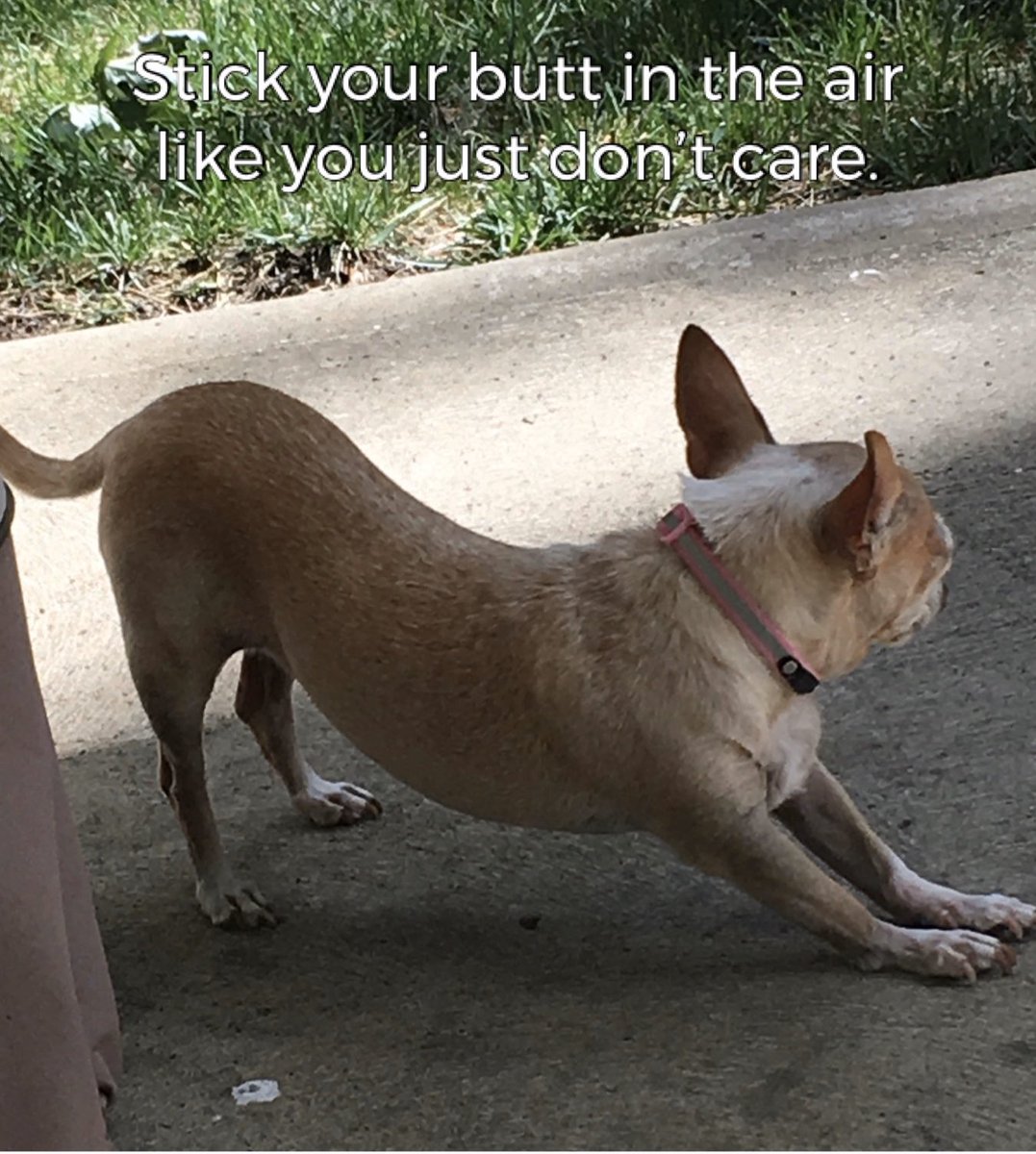 🐕🐾❤️ #lulubugs #lulubuginc #napqueen #chihuahua #dogsoftwitter #chihuahualife #famouschihuahua #adoptdontshop #rescuedismyfavoritebreed