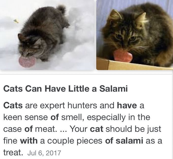 yyzpz's tweet photo. Cats Can Have Little a Salami https://t.co/8uYzoMsm0B