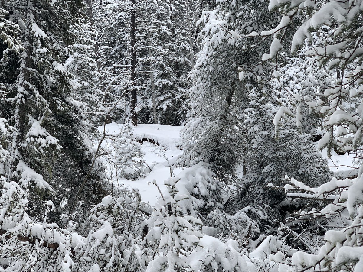 tracyohn's tweet photo. Poor weather and roads this morning changed our final destination #hiking from #NihahiRidge to #FullertonLoop but what a great morning! #freshair #snow #exercise @SlownSteadyhike #BraggCreek https://t.co/Xh6xQykGmY