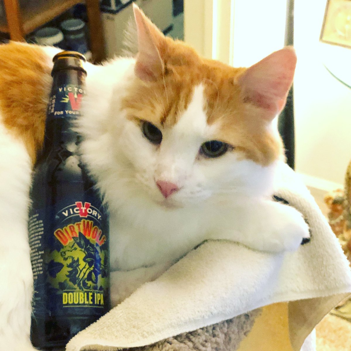 JimmRet's tweet photo. #RustyNotDusty loves a @victorybeer #DirtWolf on #BeerCatSunday https://t.co/FwDt8zvOxE