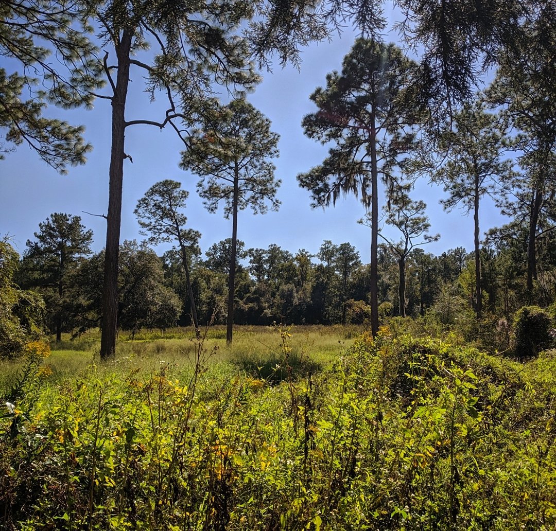sustainableuf's tweet photo. It's time to #GlimpseIntoGainesville! The Natural Area Teaching Laboratory (NATL) is a great place to enjoy nature & learn about ecology & biodiversity.
Want to help preseve this beautiful natural area? Come out on Nov 16 from 8:30 to 11:30 am to help with restoration 💚 https://t.co/9mn15jMo7J