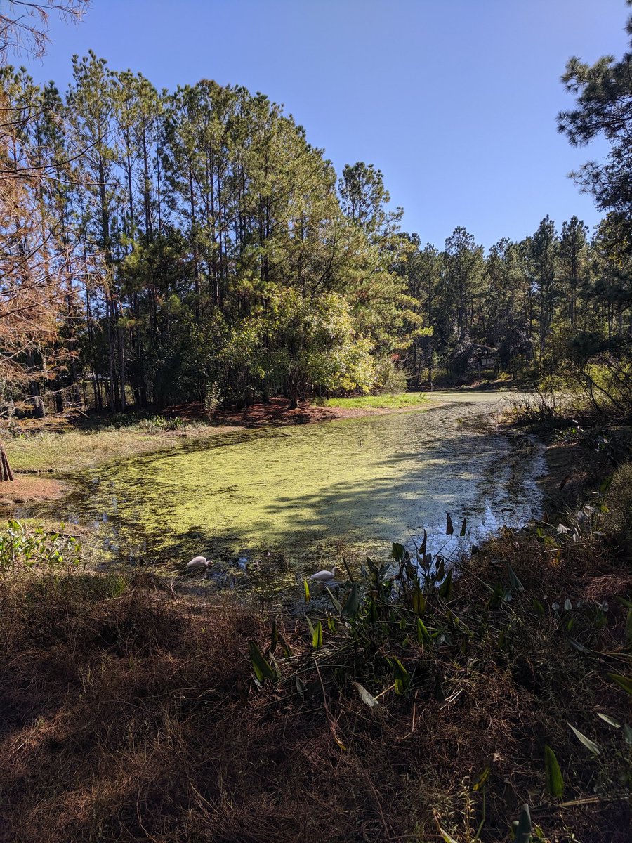 sustainableuf's tweet photo. It's time to #GlimpseIntoGainesville! The Natural Area Teaching Laboratory (NATL) is a great place to enjoy nature & learn about ecology & biodiversity.
Want to help preseve this beautiful natural area? Come out on Nov 16 from 8:30 to 11:30 am to help with restoration 💚 https://t.co/9mn15jMo7J
