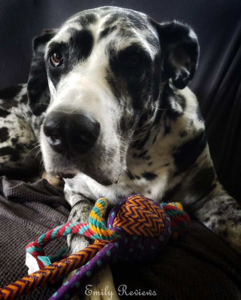 EmilyReviewsCom's tweet photo. Most dog owners know about KONG brand dog chews that you can stuff with food or treats. Did you know they make lots of other toys too? Come see our #giveaway and enter for a chance to #win six dog toys! #ad #sweepstakes #win #giftsfordogs #doggiftguide https://t.co/ADwGmKwOy6 https://t.co/zocdzGGx2h