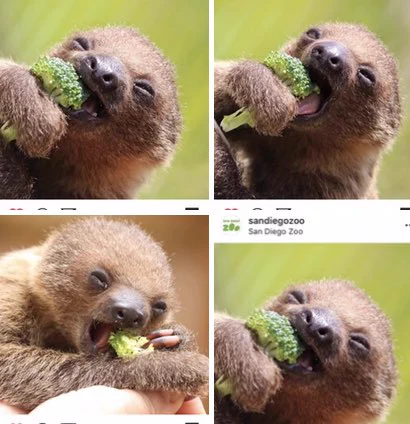 @A35155637 私のカメラロールの、とっときのやつ見てもらえませんか？
サンディエゴ動物園のインスタです。
