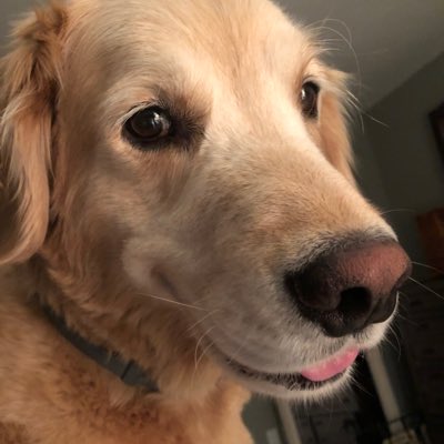 GusTheGolden's tweet photo. #NewProfilePic https://t.co/y0pNszfnqY