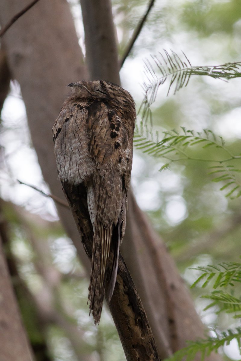 Jon Suh (@jonjsuh) on Twitter photo Left: April Right: November.
We found presumably the same #potoo in the same spot seven months later! <a href="/wildlifejamaica/">Wildjamaica 🇯🇲</a> <a href="/jamesTstroud/">James T. Stroud</a> <a href="/PutterT/">PutterT</a> @stgiery #birds #birding #Jamaica Left: April Right: November.
We found presumably the same #potoo in the same spot seven months later! <a href="/wildlifejamaica/">Wildjamaica 🇯🇲</a> <a href="/jamesTstroud/">James T. Stroud</a> <a href="/PutterT/">PutterT</a> @stgiery #birds #birding #Jamaica