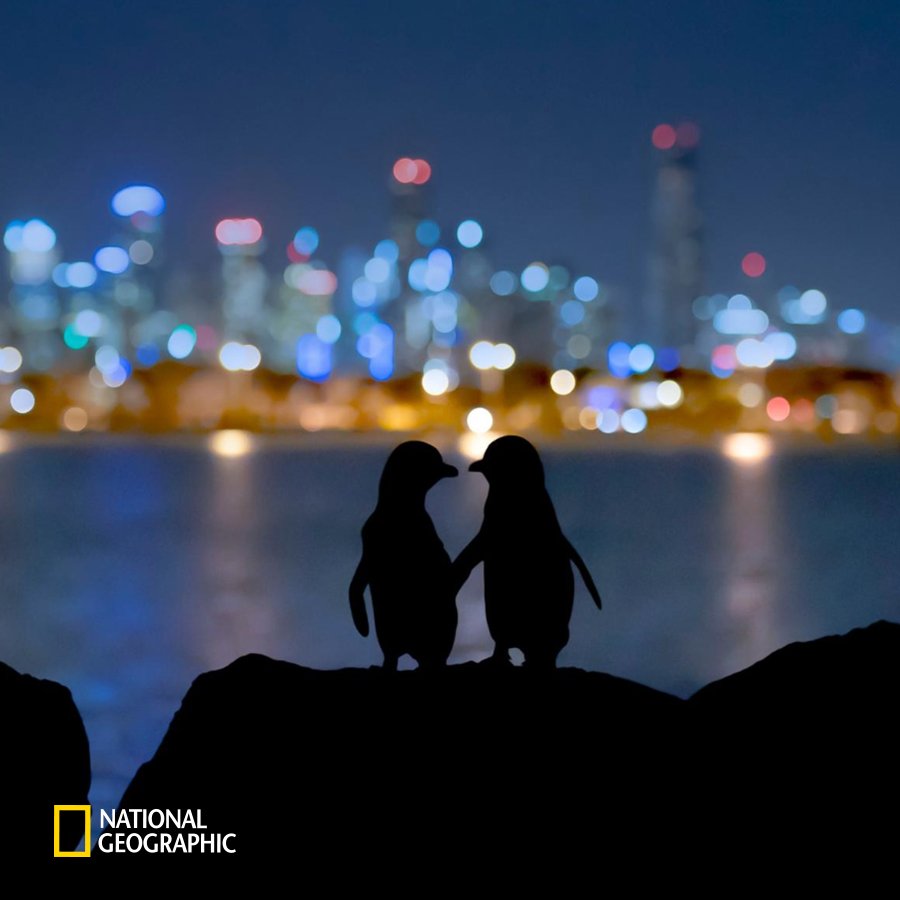 #NG오늘의포토

펭귄들은 어떤 이야기를 나누고 있을까요?
⠀