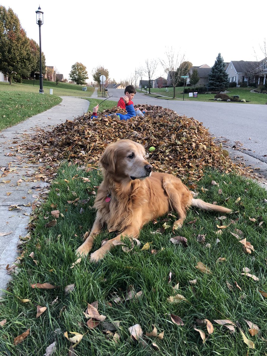 TourdeShadow's tweet photo. Soaking up Fall while we can... #leafpile #freshair #snowtomorrow https://t.co/H6KQXMOt24
