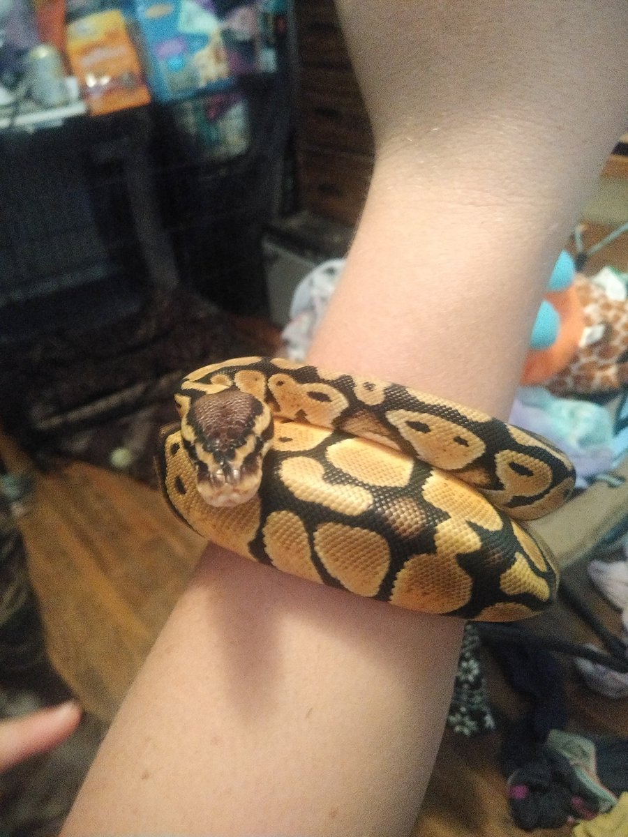 Tsukuyom1t's tweet image. I have not posted in awhile. Here is one of my ball pythons Noodle. She loves my Spirit of Children bracelet. 😂🤣🐍💜💙 #pastelballpython #ballpython #snek #boopnoodle