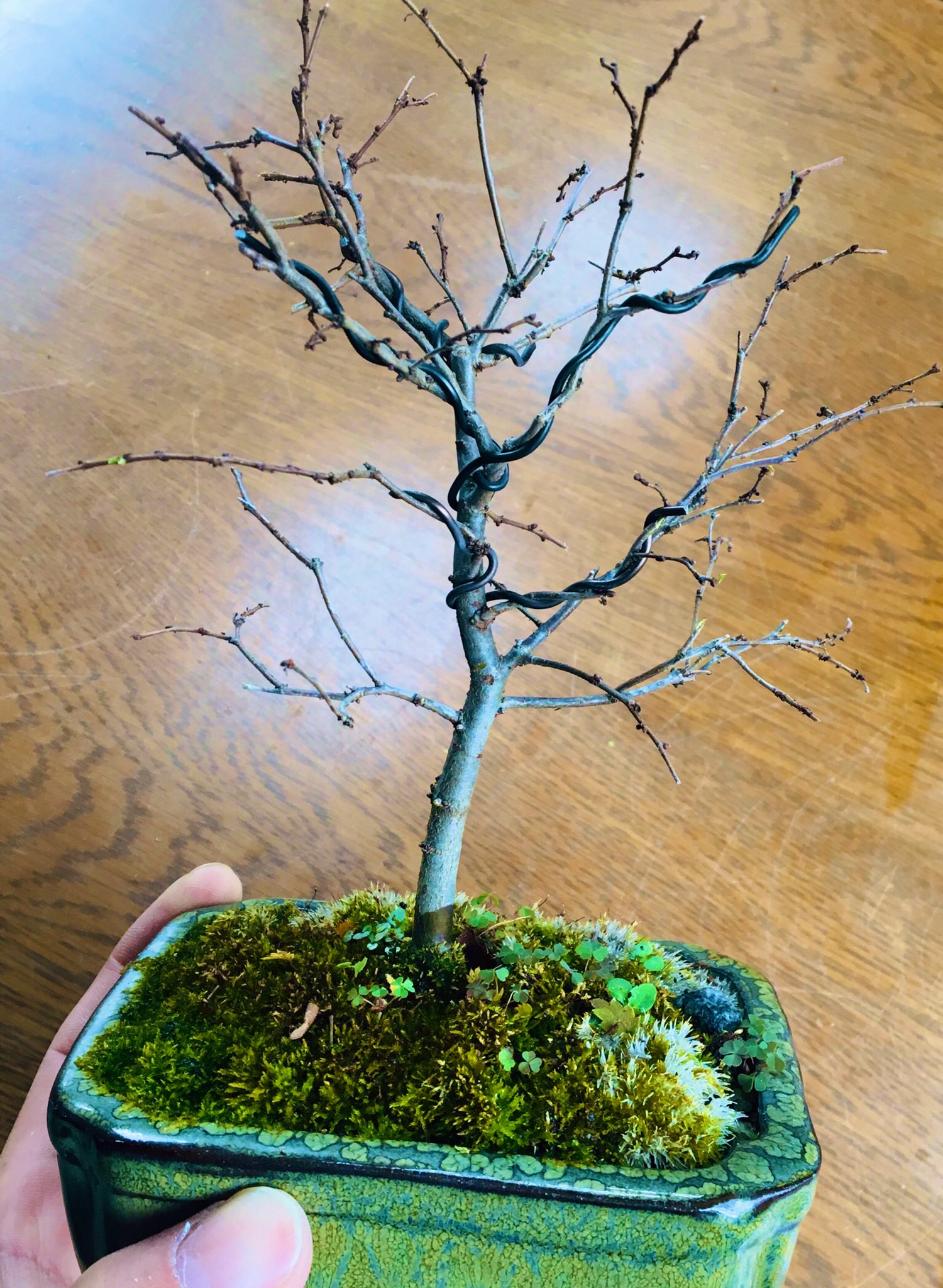 雄飛 Shinsengumi 今年の初春に出逢ったケヤキの盆栽 紅葉 した葉を全部落として剪定と針金で枝を整えました 出逢った頃はヒョロヒョロの枯れ枝みたいだったのに 気付けば幹が太くなって枝数増えてるー 盆栽 ケヤキ盆栽 Bonsai T Co