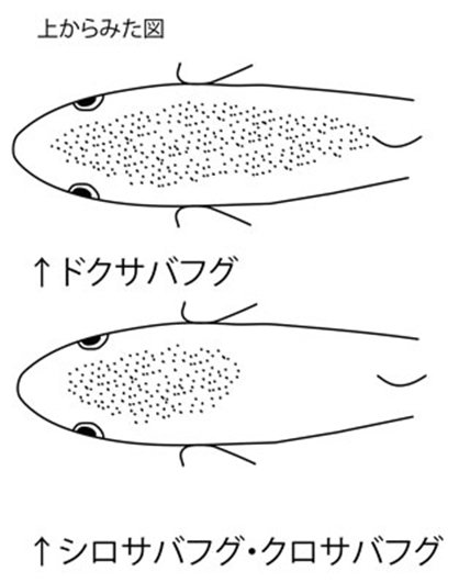 マステマ Bass9sama 今更ですが サバフグ3種の見分け方を クロサバフグは尾鰭の形が明確に違うのでわかりますし ドクサバフグだという判別に関しては 背中の小棘の広がり方での見分け方が一番明確ですよ T Co Bwfakga66l 今後釣れた時の為