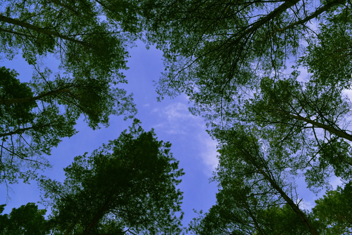 t_brain_295's tweet photo. 🌿 nature is breathtaking 🌿 https://t.co/bIQxHREaC7