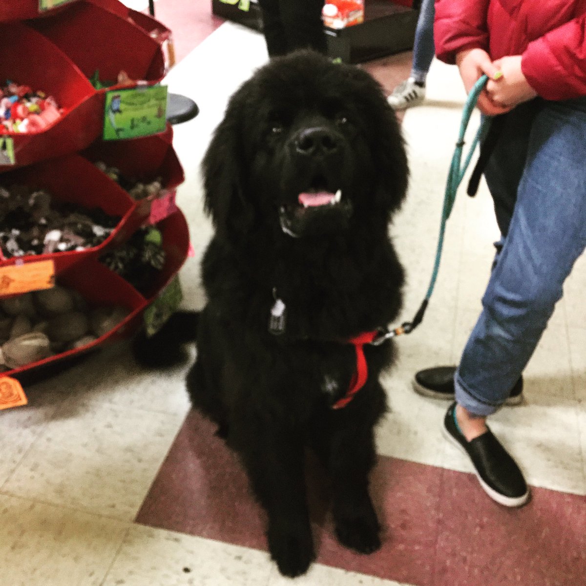 archiestore's tweet photo. Look at Tupper!! He’s a giant puppy AND he’s training to be in the circus! 🤡⭐️ https://t.co/Wj4hAi9Cvn