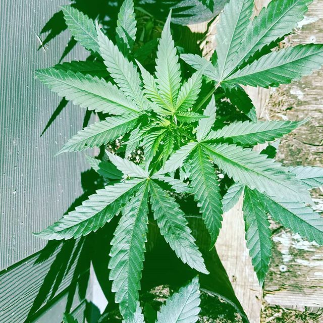 @countrybudz bringing in some new strains.  Cant wait its gonna be fire. 🙌🔥🔥🔥