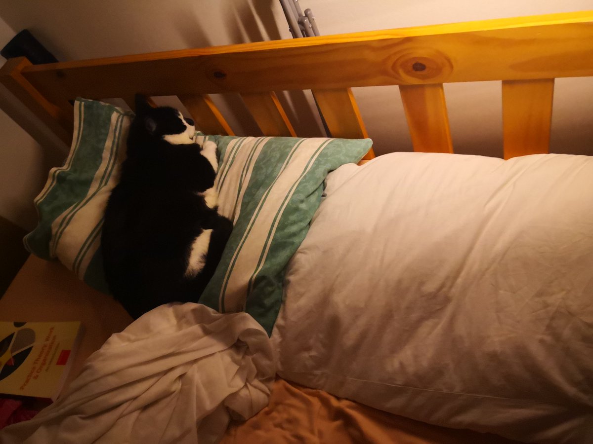 KingBabaBoo's tweet photo. One pillow for ma, one for ma hooman #sharingbed #CatsOfTwitter #catsofinstagram https://t.co/ggT1uTEoJQ