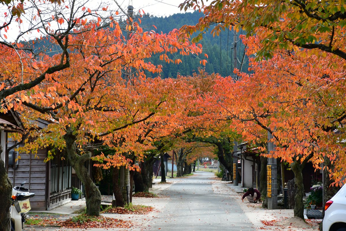 maniwatrip's tweet image. ＼まにわの紅葉情報／　11/9　
ここ最近の寒さで紅葉も進んでおります。
鬼女台　落葉はじまり　
福田神社　もう少し
徳山神社　見頃
神代の四季桜　見頃
神庭の滝　もう少し　
湯原温泉 砂湯　見頃　
がいせん桜通り　見頃　
木山寺　もう少し
普門寺　見頃
【紅葉情報2019】
maniwa.or.jp/web/?c=news-2&amp;amp;…