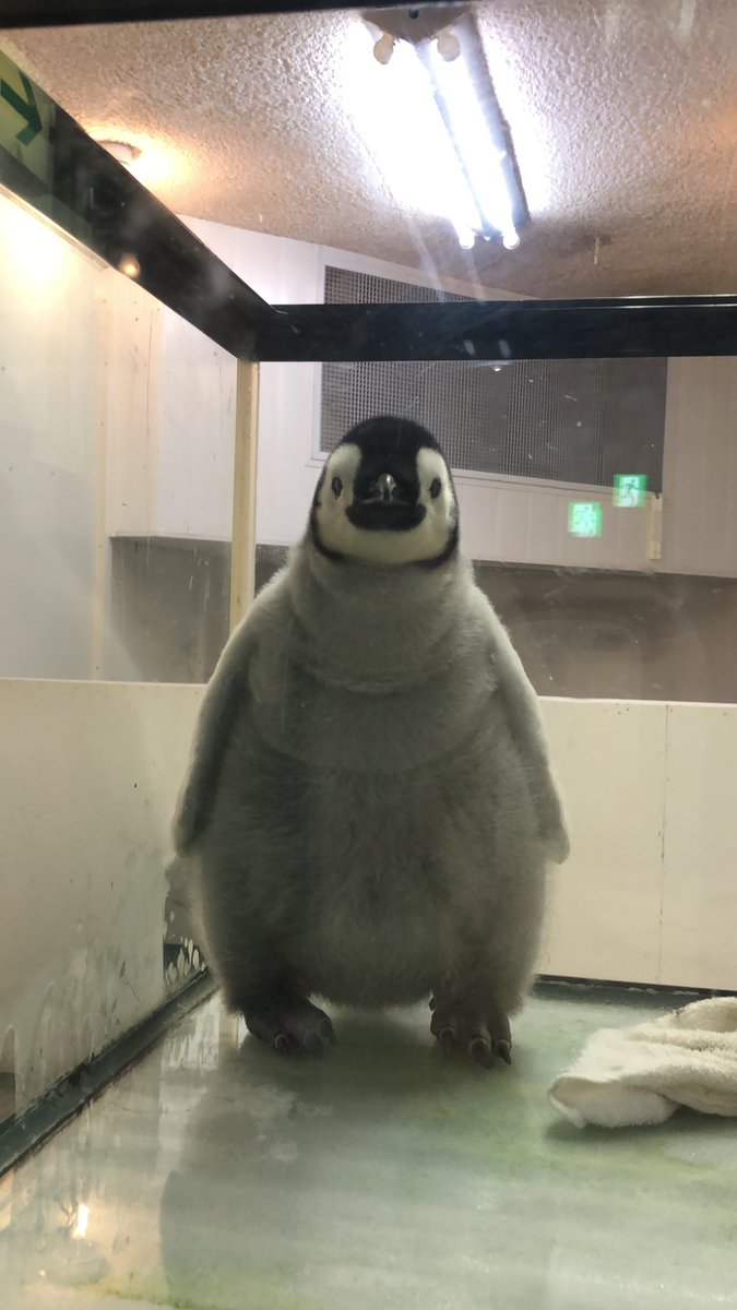 ペンギンの赤ちゃん